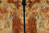 Arizona Petrified Wood Bookends - Red And Orange #117226-1